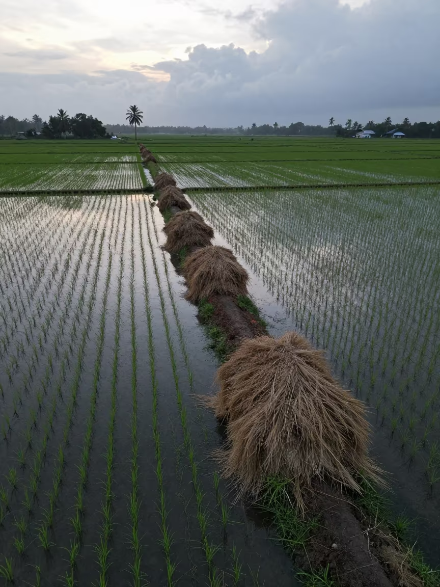 Monsoon Rice Paddy Reflecting Dawn Sky Tamil Nadu in beside stacked hay bales in Tamil Nadu