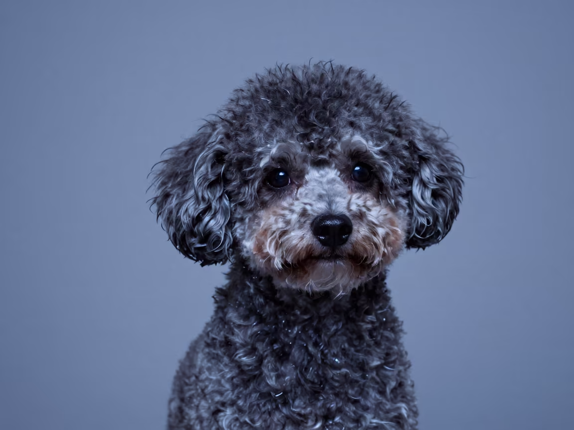 Monsoon Twilight Portrait of Miniature Poodle in La Guaira Studio in in a quiet portrait studio with a plain backdrop and eye-level framing near La Guaira