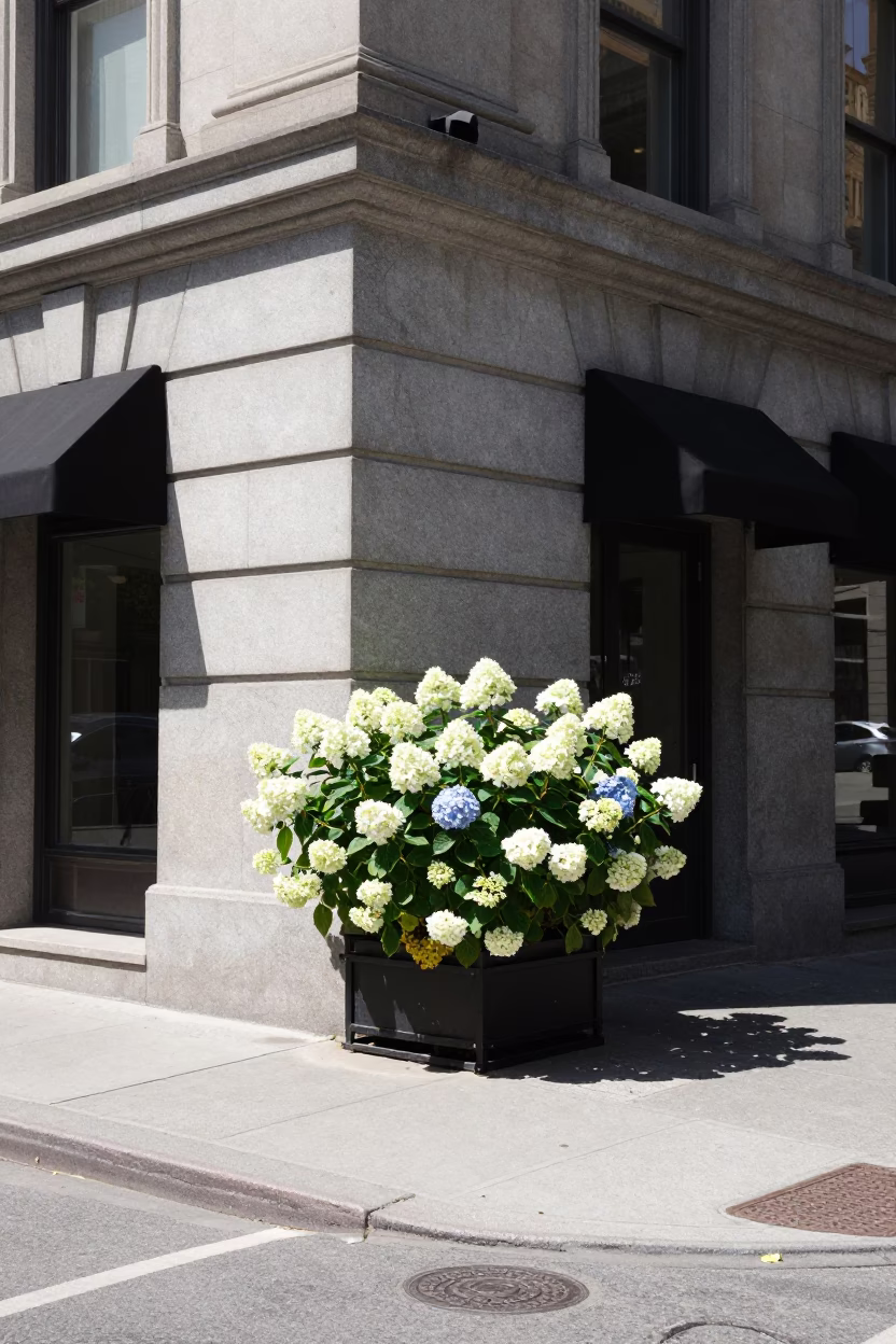 Montreal Street Corner Midday Scene with Hydrangeas and Urban Details in in Montreal, Quebec, Canada