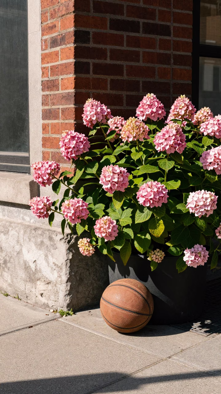 Montreal Street Corner with Hydrangea Bush and Vintage Basketball in Early Afternoon Light in in Montreal, Quebec, Canada