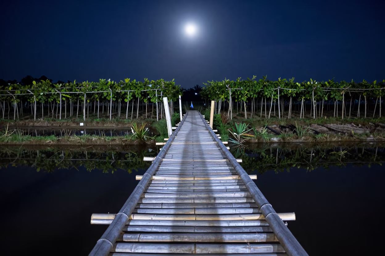 Moonlit Bamboo Bridge Over Bali Rice Paddy in between vineyard trellises in Bali
