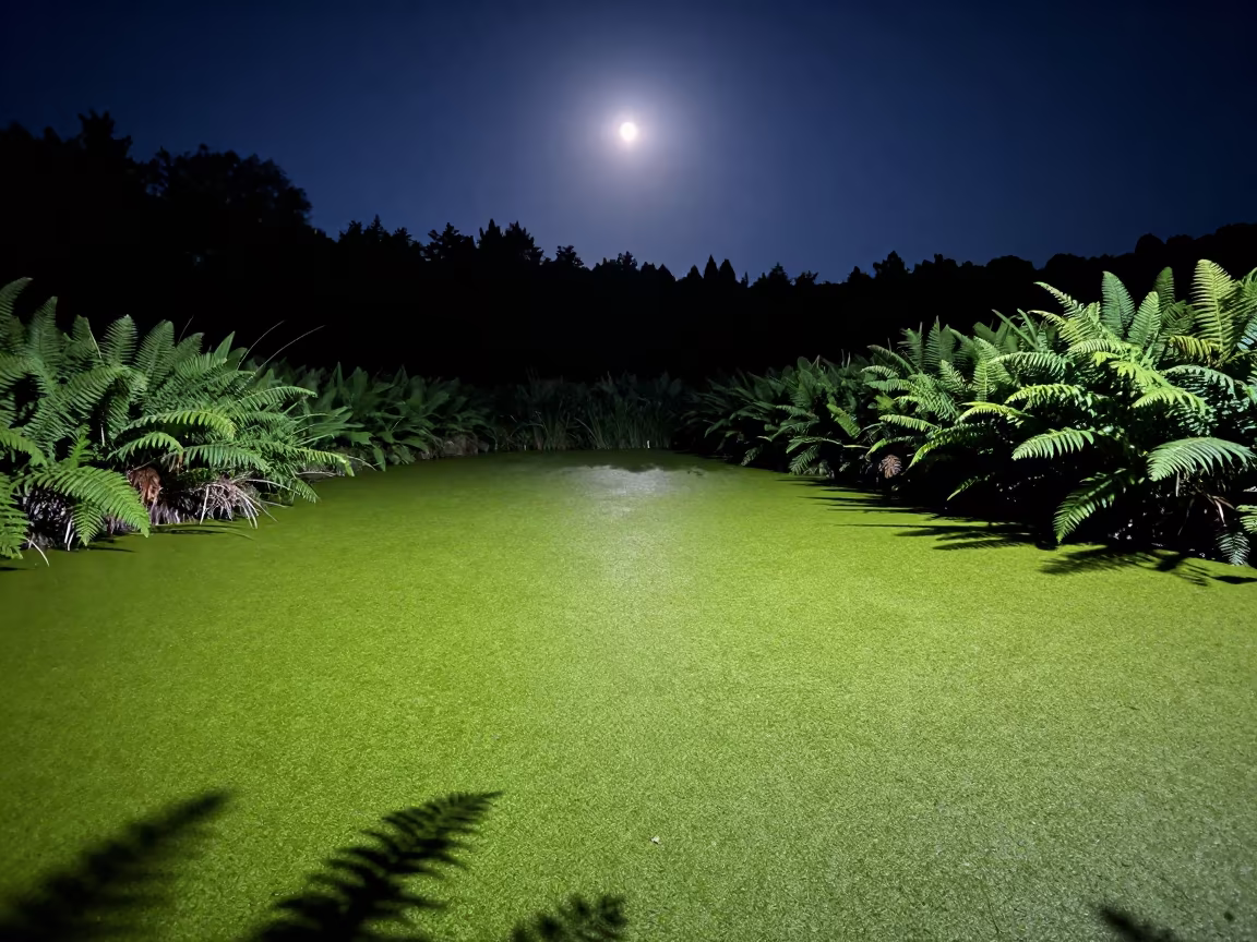 Moonlit Duckweed Pond in Midsummer Shandong Forest in on a fern-lined forest floor in Shandong