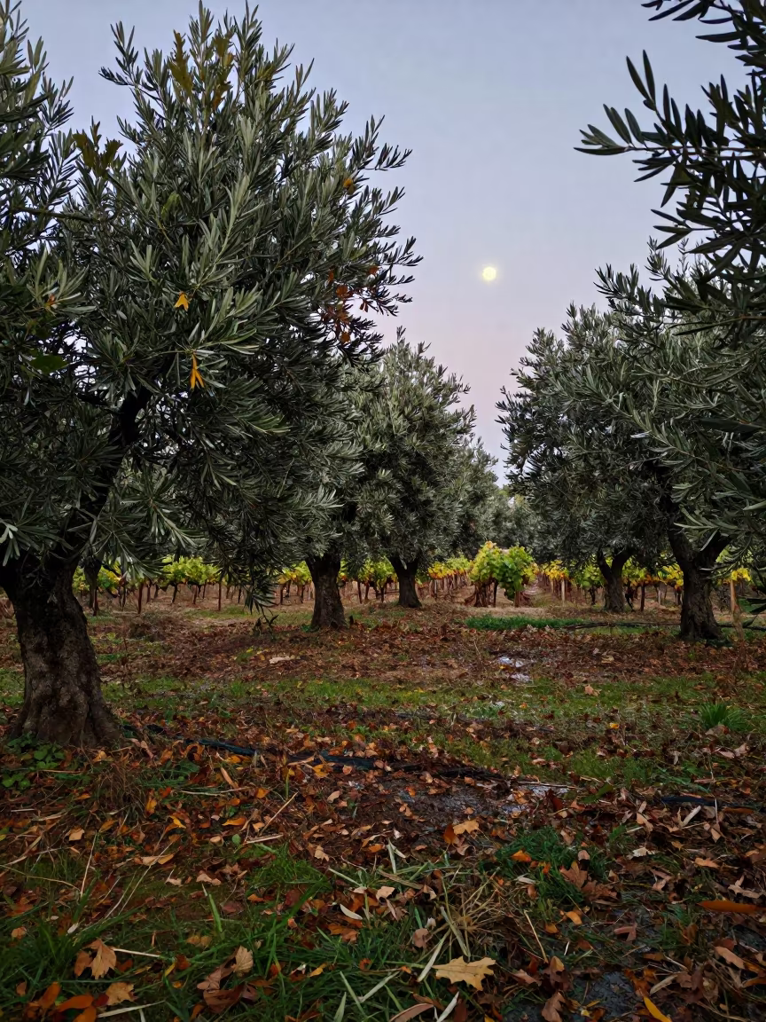 Moonlit Olive Grove Portugal Autumn Drizzle in between vineyard trellises in Portugal