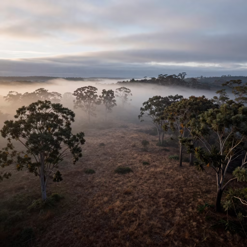 Morning Fog Pooling in Victoria Forest Clearing in beneath fast-moving cloud bands in Victoria