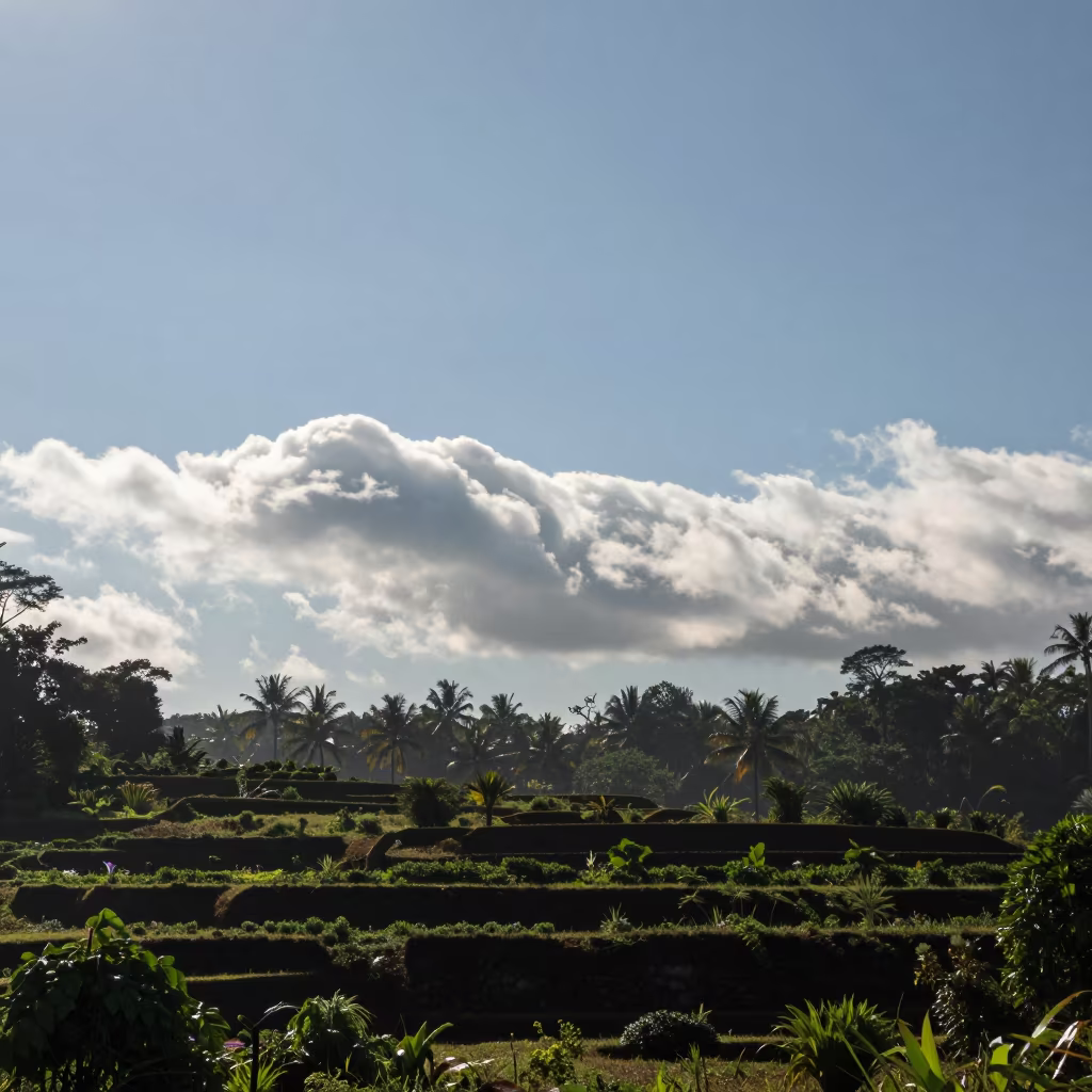 Morning Glory Cloud Over Sri Lankan Terraced Gardens in among terraced garden plots in Sri Lanka