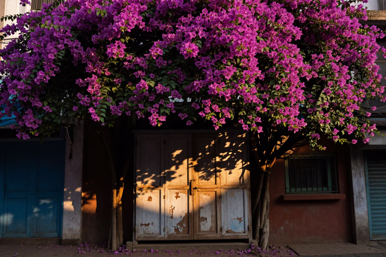 Morning Light and Bougainvillea in a Kolkata Street Scene in in Kolkata, India