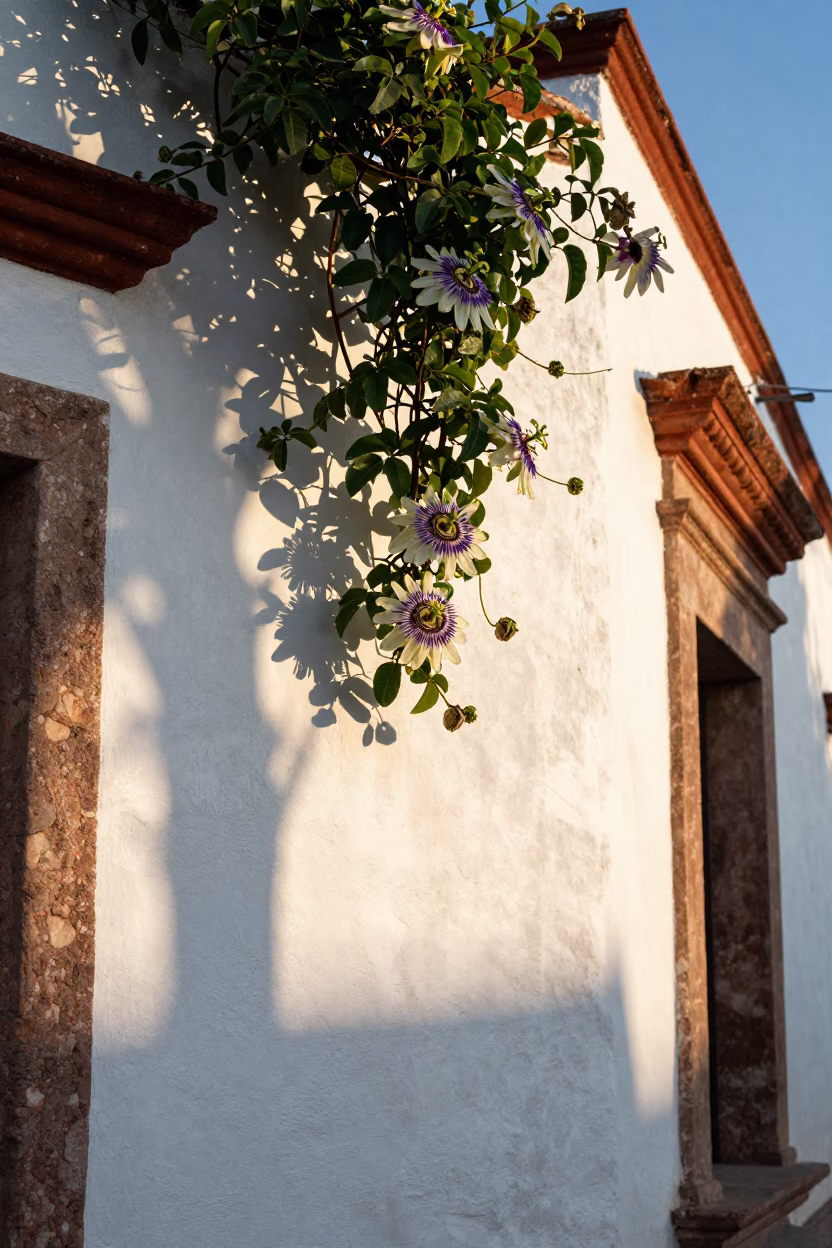 Morning Light at The Early Morning Light in Merida in in Merida, Mexico