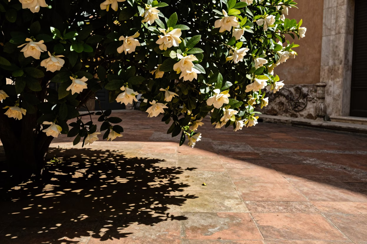 Morning Light in Rome Italy Shading Gardenia Bush and Leaf Shadows on Terracotta Tile in in Rome, Italy