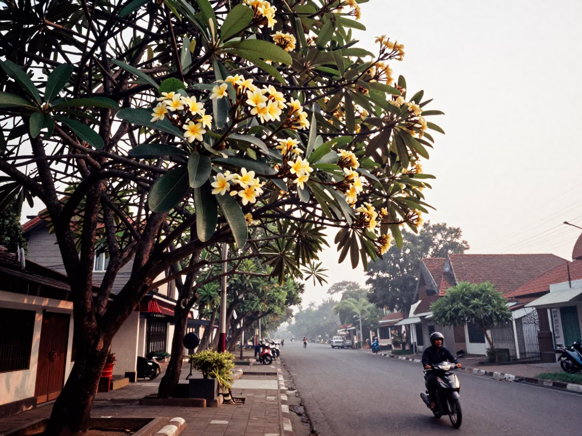 Morning light in Yogyakarta Indonesia frangipani tree bloom street scene in in Yogyakarta, Indonesia