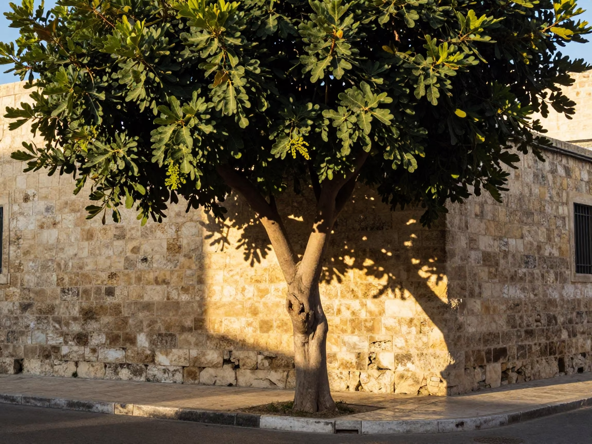 Morning light on Alexandria street corner with fig tree and potted herbs in in Alexandria, Egypt