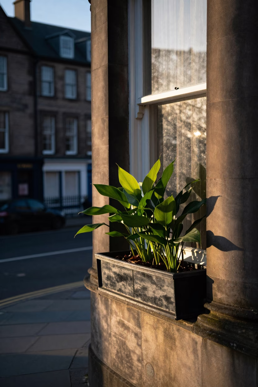 Morning light on Edinburgh street with prayer plant and pepper vine in in Edinburgh, United Kingdom