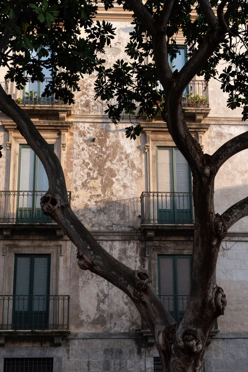 Morning Light on Gnarled Fig Tree Branches in Historic Naples Italy Street Scene in in Naples, Italy