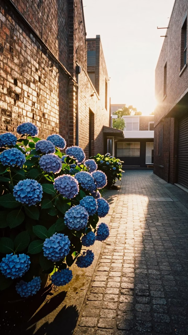 Morning light on Melbourne laneway with blue hydrangeas and vintage tram tracks in in Melbourne, Victoria, Australia