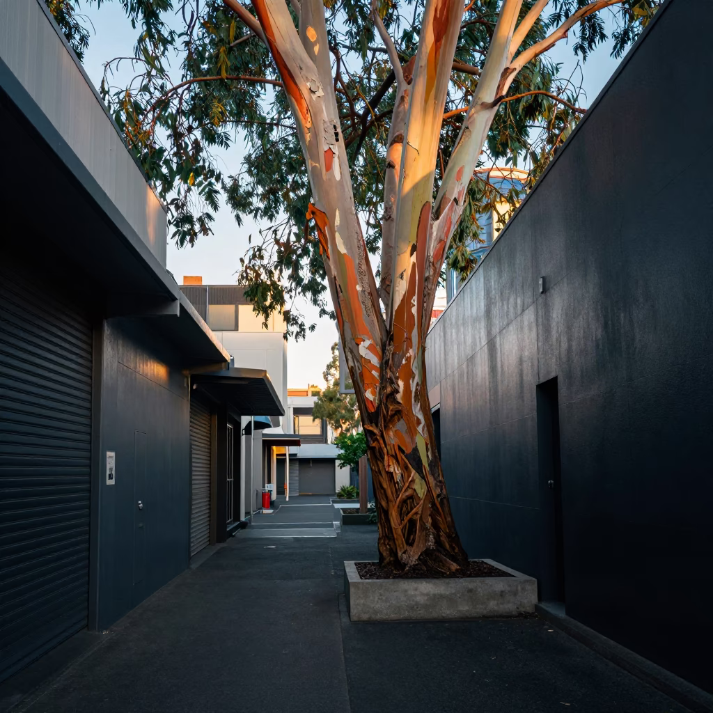 Morning Light on Melbourne Laneway with Eucalyptus Bark and Coffee Culture in in Melbourne, Victoria, Australia