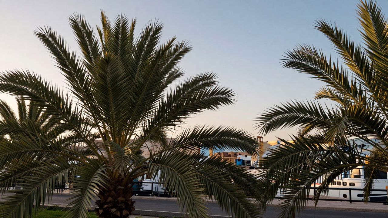 Morning light on Muscat palm fronds and traditional Omani dhow boats in the harbor in in Muscat, Oman