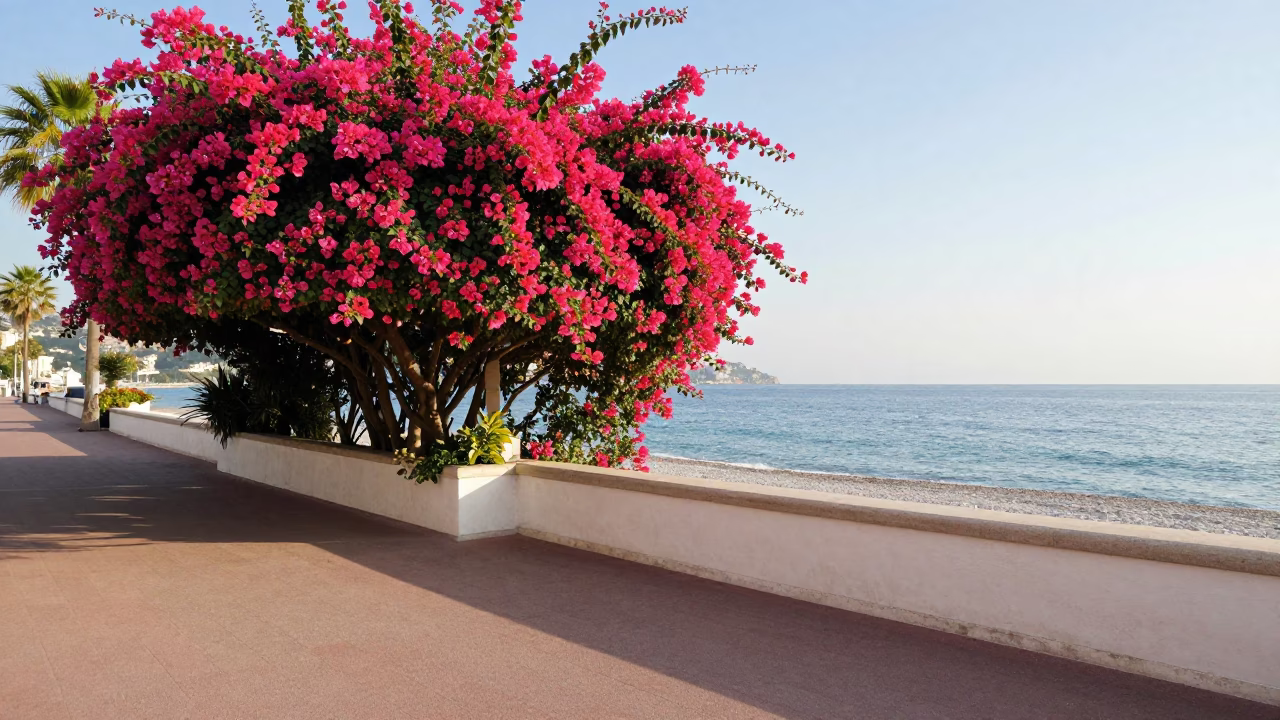 Morning Light on Nice France Promenade Bougainvillea Cascade and Coastal Street Life in in Nice, France
