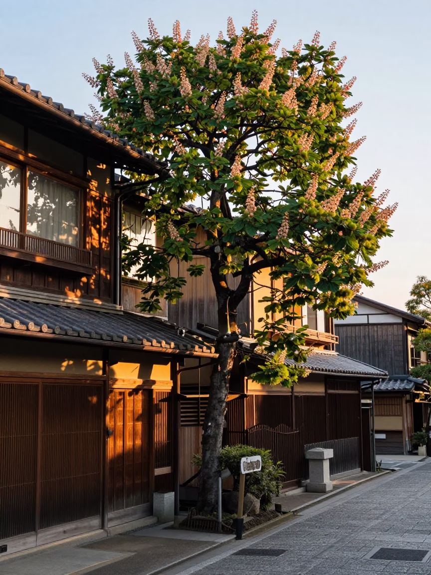 Morning Light on Traditional Kyoto Street with Chestnut Tree and Local Shop in in Kyoto, Japan