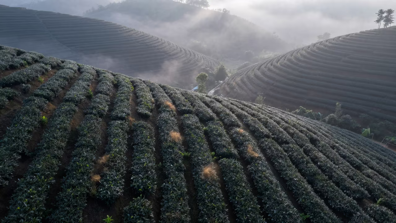 Morning Mist Over Terraced Tea Plantation in at the edge of a tea plantation near Ho Chi Minh City