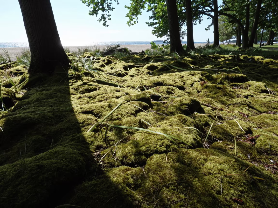Moss Bed in Hamburg HafenCity Midmorning Light in near HafenCity, Hamburg