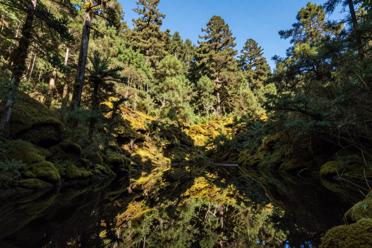 Moss Draped Rainforest Ridge Yunnan Wet Season in from a ridge above layered foothills in Yunnan