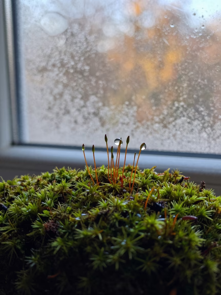 Moss Tips with Rain Drops Near Window in along a frost-edged windowpane near Beit Shemesh