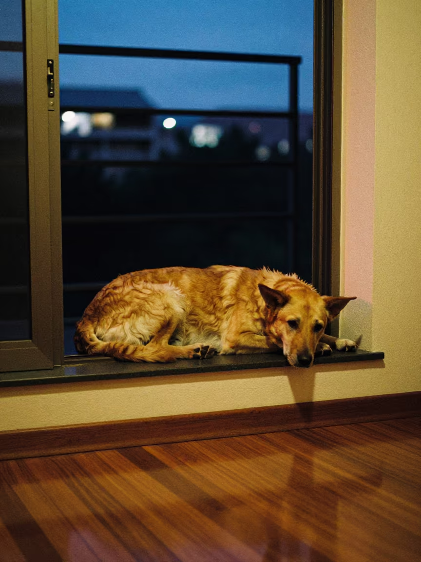 Mudi Dog Resting on Window Seat in on a window seat in a quiet apartment with soft side light in Pretoria