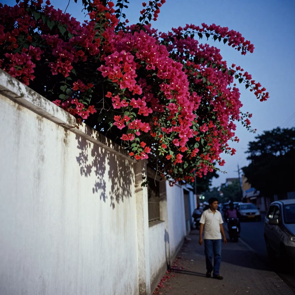 Mumbai Evening Street Scene with Bougainvillea Cascade Over White Wall and Blue Light in in Mumbai, India