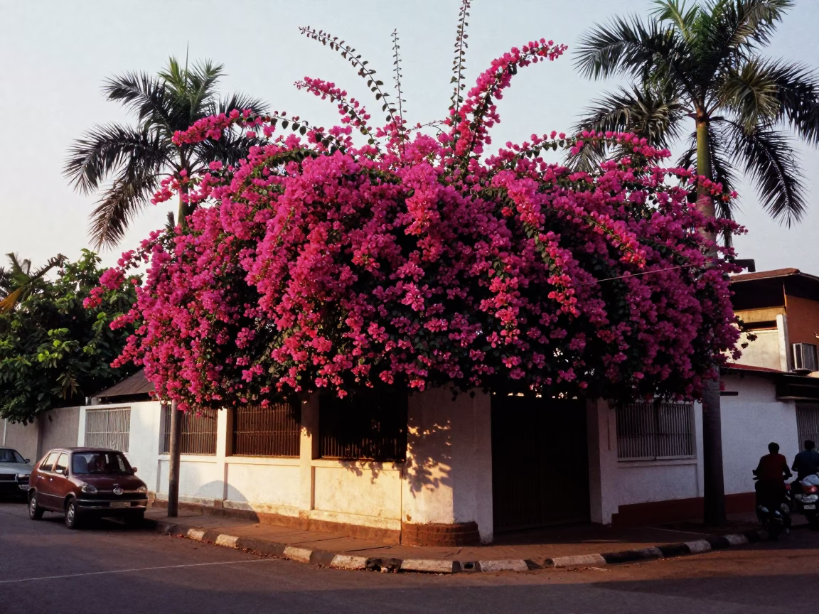 Mumbai Street Scene Late Afternoon Bougainvillea and Palm Tree Avenue in in Mumbai, India