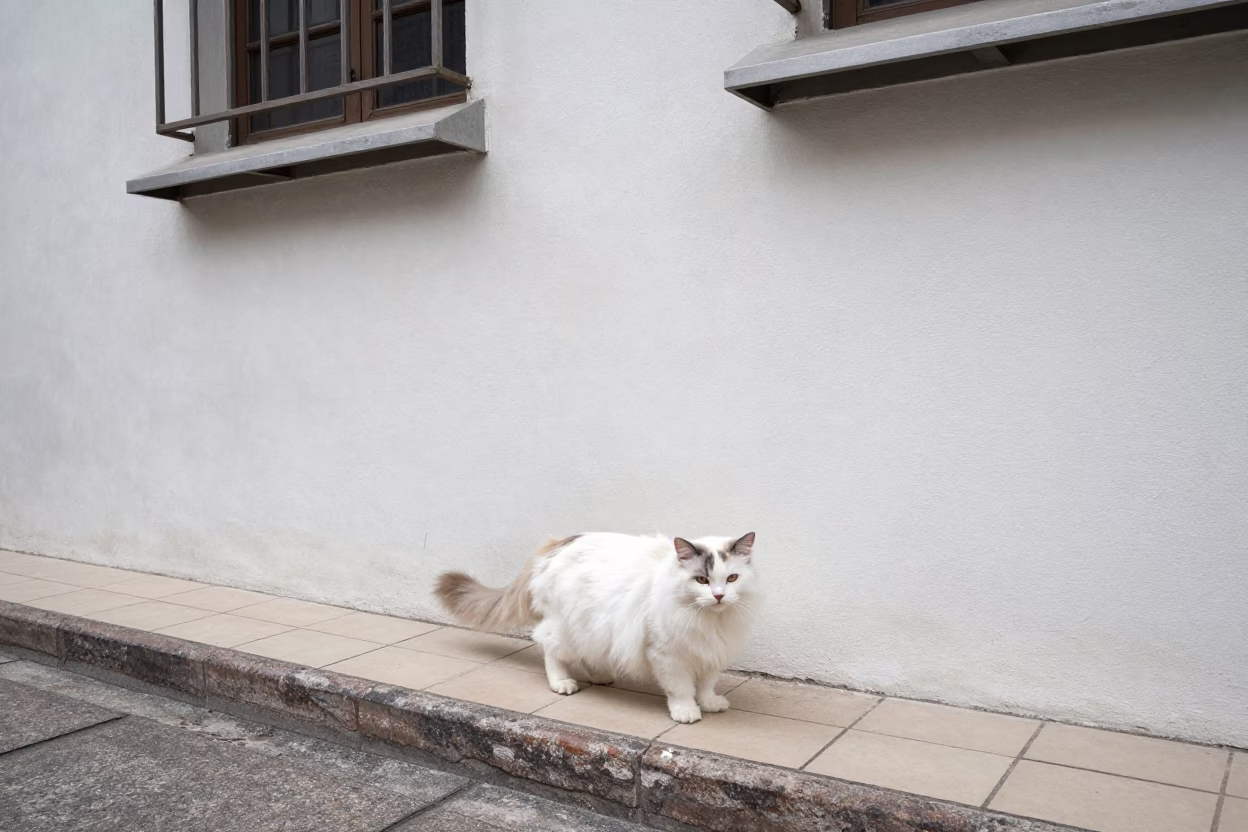 Munchkin Longhair Cat by Hong Kong Courtyard Wall in beside a plain courtyard wall in clear daylight with the animal at eye level near Central, Hong Kong