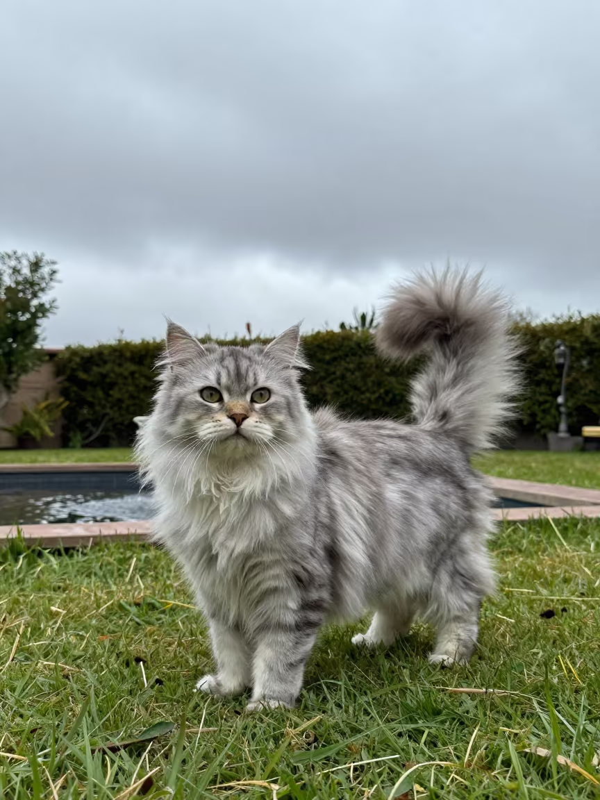 Munchkin Longhair Cat in Arequipa Garden in in a small yard with clipped grass, calm light, and the animal centered in frame near Arequipa