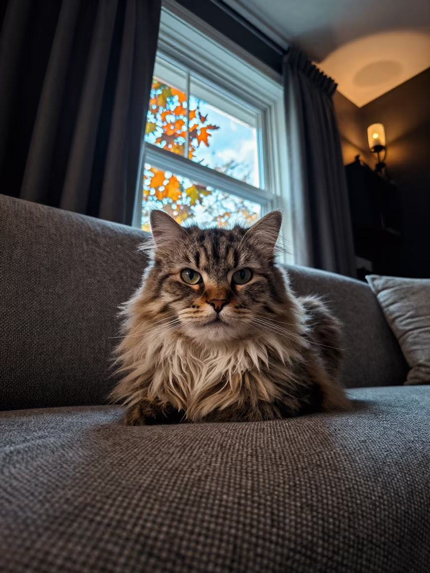 Munchkin Longhair Cat Portrait Night Window in on a sofa near a curtained window with calm indoor light near Manzini