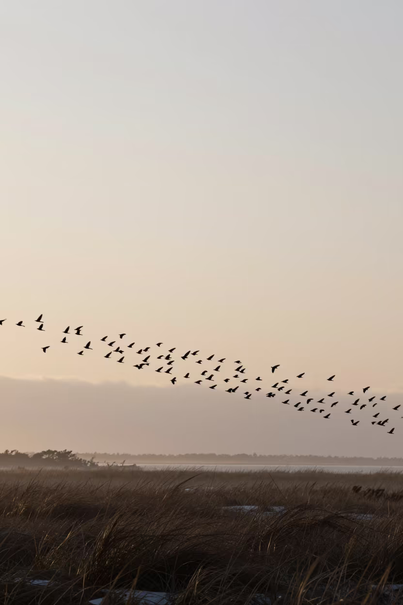 Murmuration of Starlings at Dawn on Windy Ridge in on a wind-scoured ridge near Jacksonville