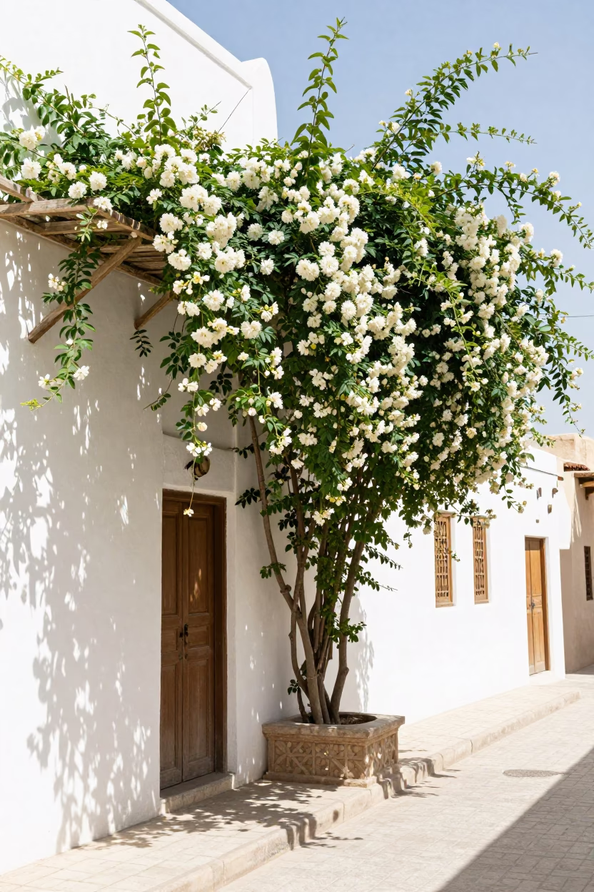 Muscat Oman Midday Street Scene with Climbing Jasmine on Traditional Trellis in in Muscat, Oman