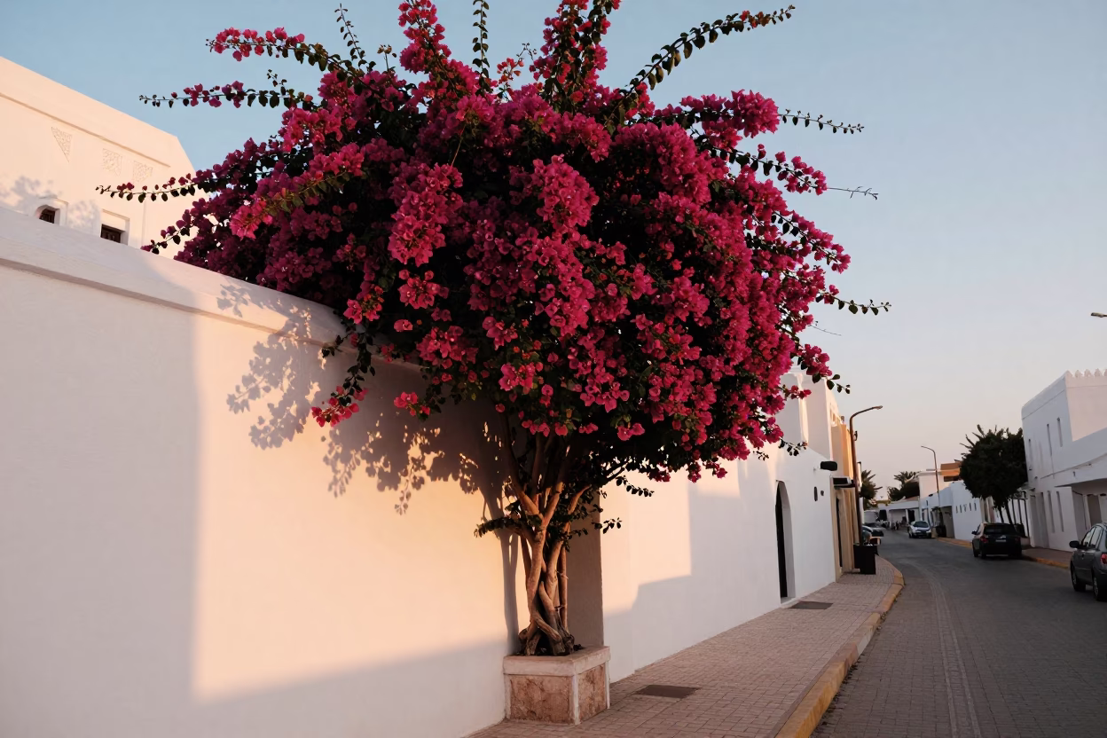 Muscat Oman Sunset Street Scene Bougainvillea Cascade and White Garden Wall in in Muscat, Oman