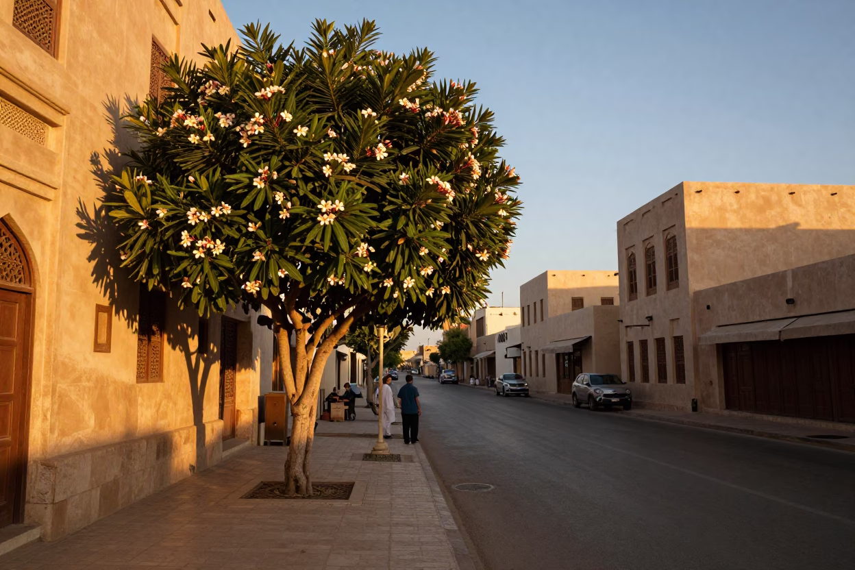 Muscat Oman Sunset Street Scene with Frangipani Bloom and Local Life in in Muscat, Oman