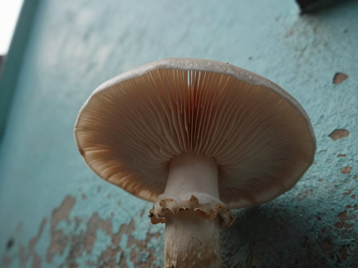 Mushroom Gills in Late Afternoon Turquoise in against weathered turquoise paint in Rajshahi