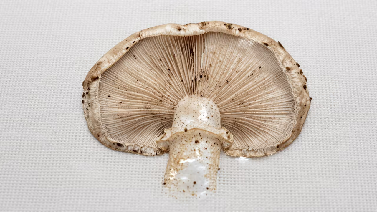 Mushroom Spore Print on Linen Paper in against woven linen fibers in San Luis