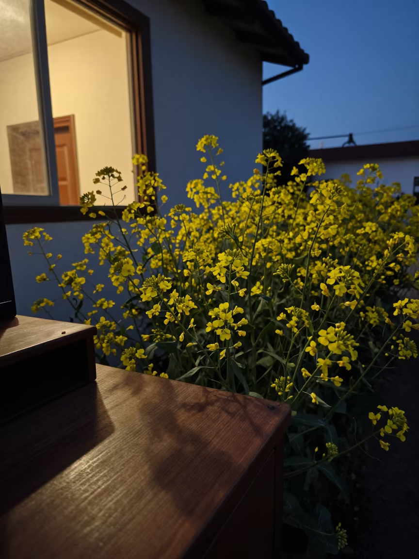 Mustard Bloom Field on Desk at Blue Hour in on a writing desk near Acapulco de Juárez