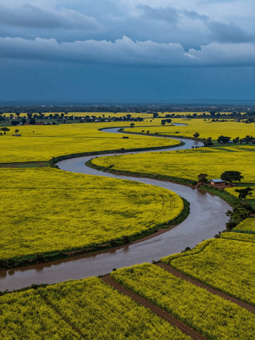 Mustard Fields and Braided Rivers at Dusk in high above braided river channels in Tanzania
