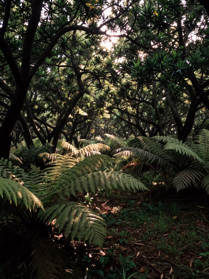 Mysterious Mate Plantation in Paraguayan Forest in on a fern-lined forest floor in Paraguay