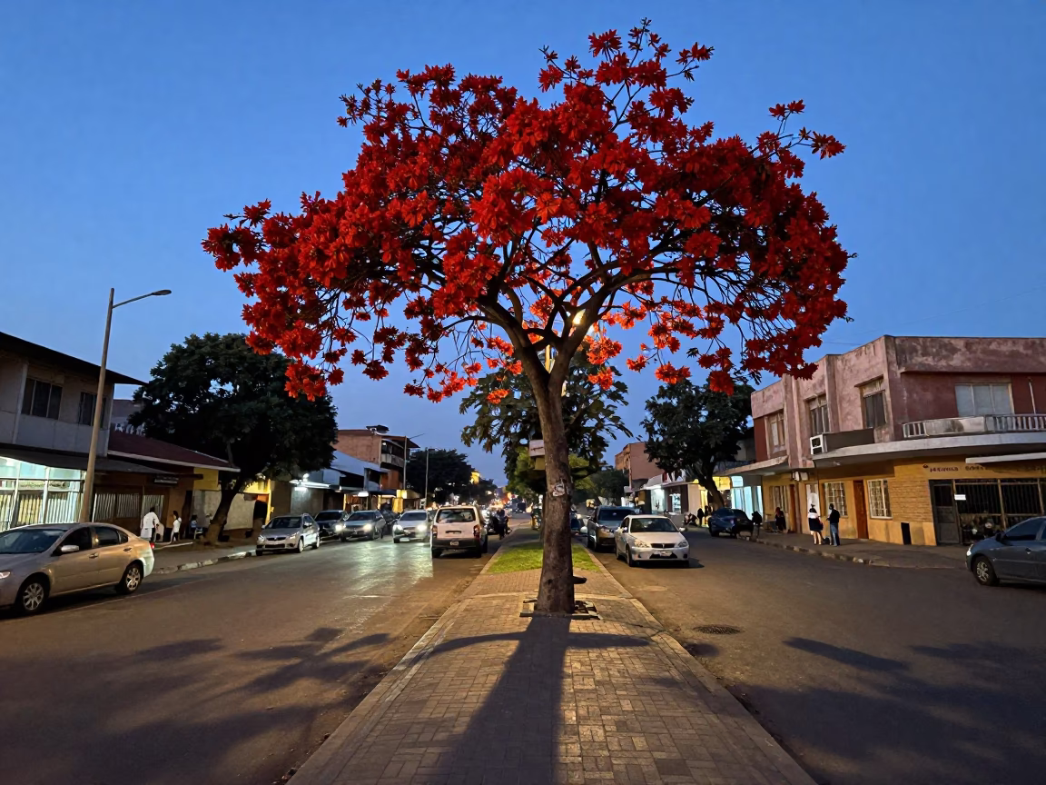 Nairobi Kenya Evening Street Scene with Flame Tree Bloom and Local Life in in Nairobi, Kenya