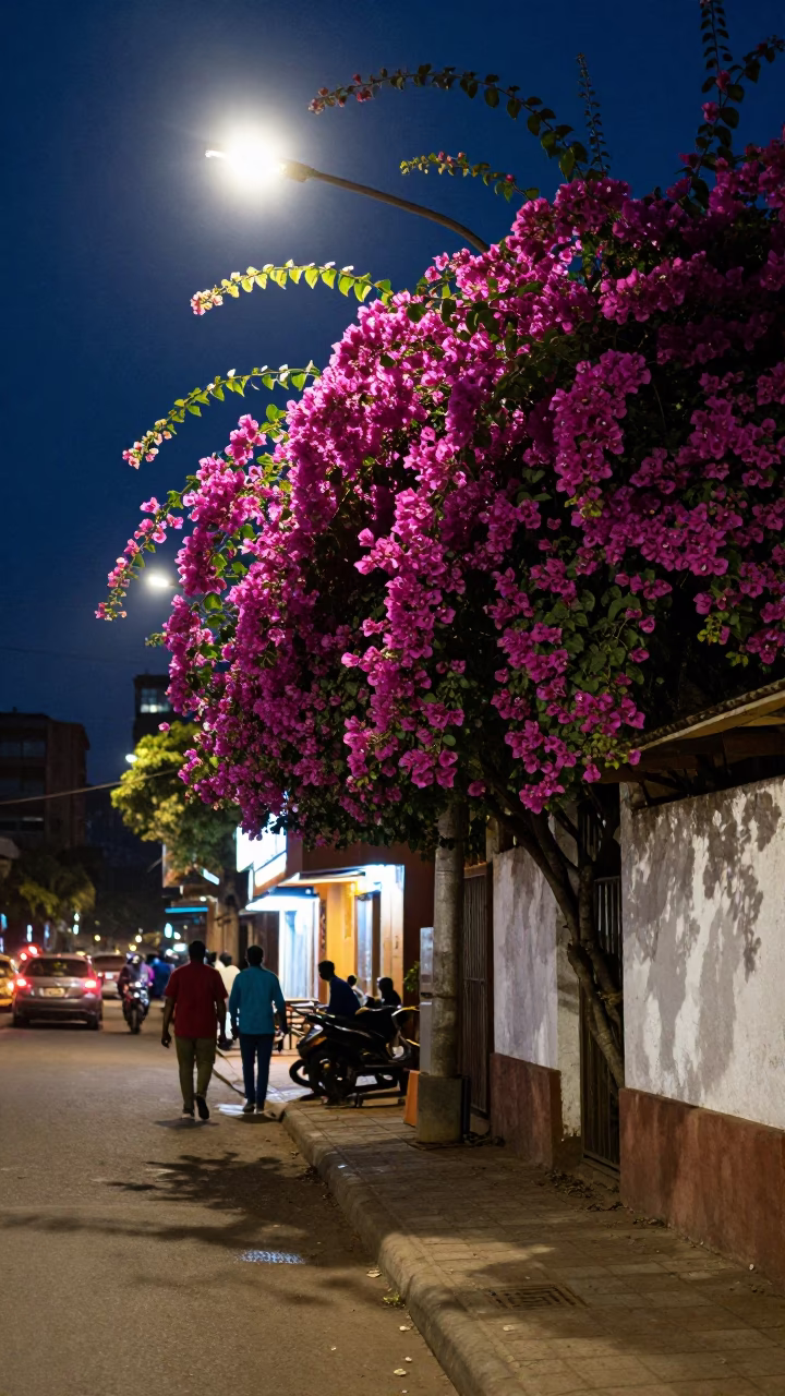 Nairobi Kenya Midnight Street Scene with Bougainvillea and Urban Life in in Nairobi, Kenya