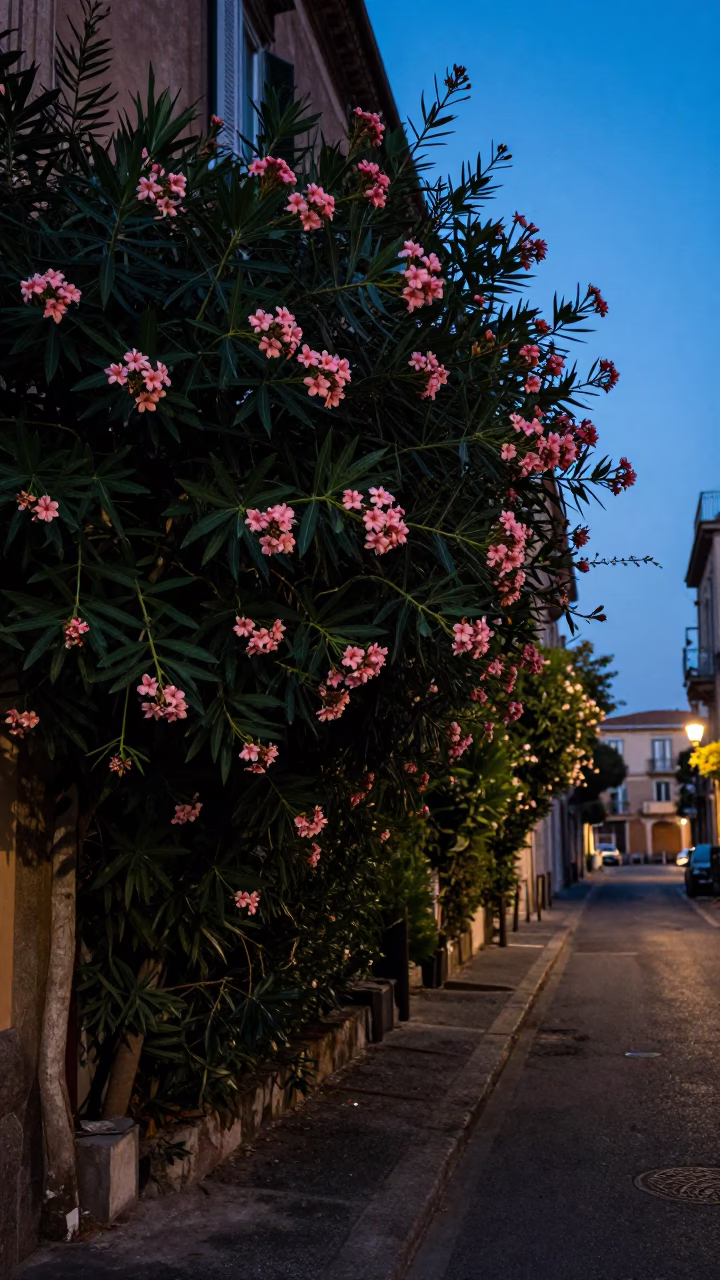 Naples Italy Blue Hour Street Scene with Oleander Hedge and Window Light in in Naples, Italy