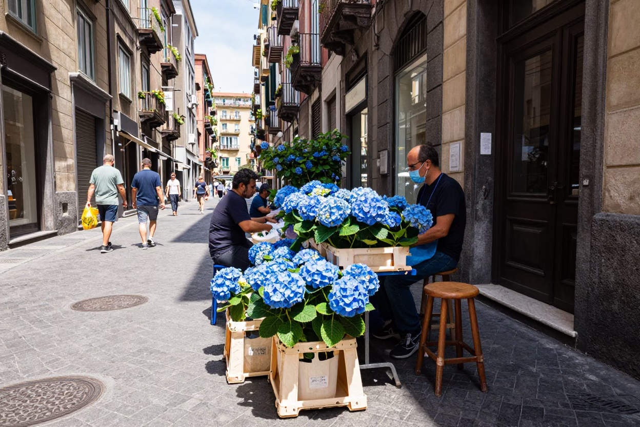 Naples Italy Noon Street Scene with Hydrangeas and Bar Stools in in Naples, Italy