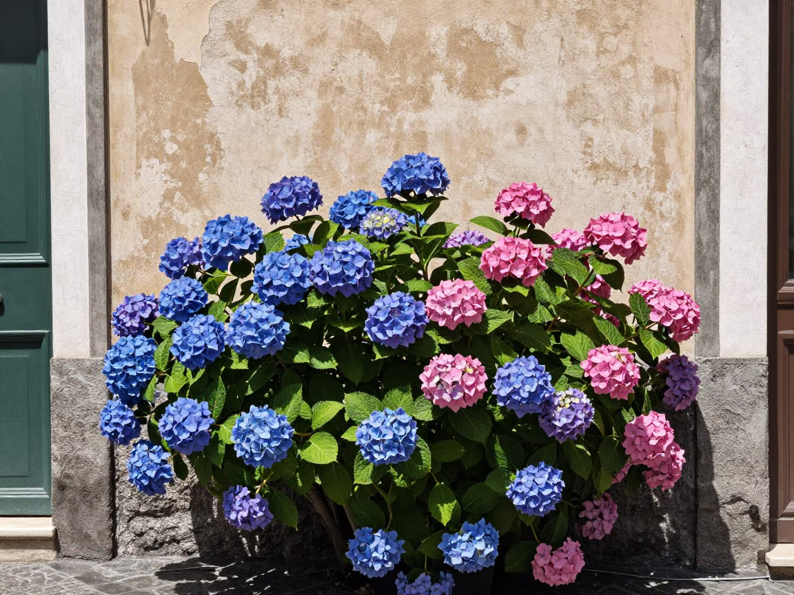 Naples Italy Noon Sunlight Street Scene with Hydrangea Bush and Brass Details in in Naples, Italy