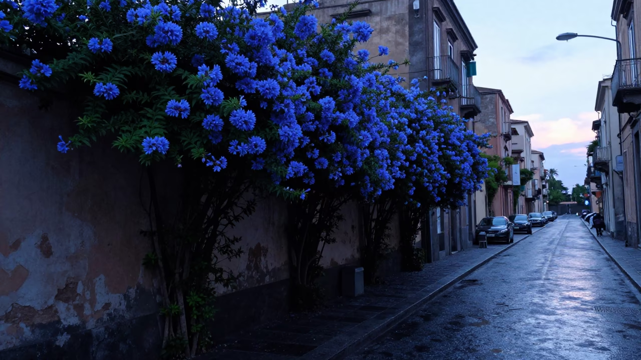 Naples Italy Pre-Dawn Street Scene with Plumbago Hedge and Wet Pavement in in Naples, Italy