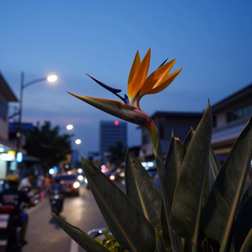 Nautical Dawn in Bangkok Thailand Street Scene with Bird of Paradise Flower in in Bangkok, Thailand