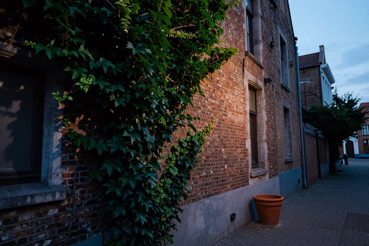 Nautical Dawn in Brussels Belgium with Ivy Vines and Clay Pot in in Brussels, Belgium