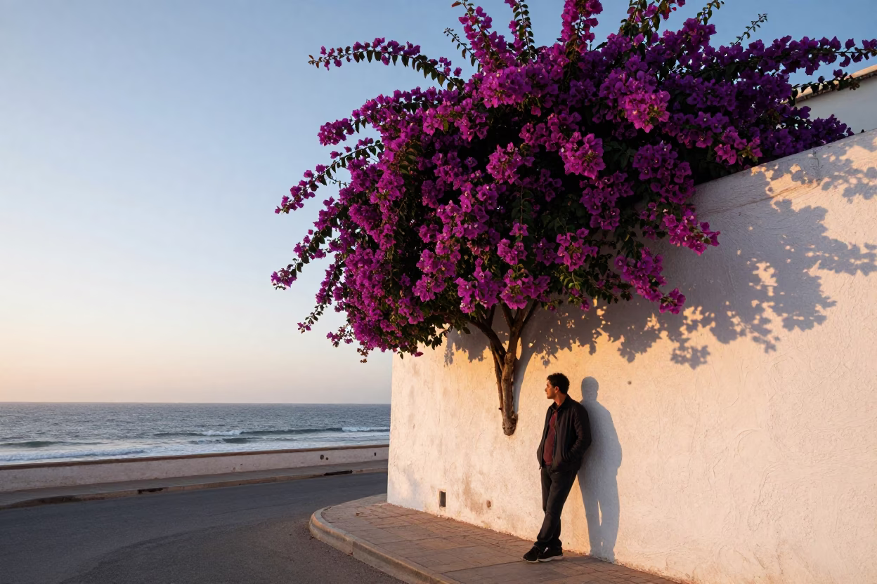 Nautical Dawn in Casablanca Morocco with Bougainvillea Cascade Over White Garden Wall in in Casablanca, Morocco