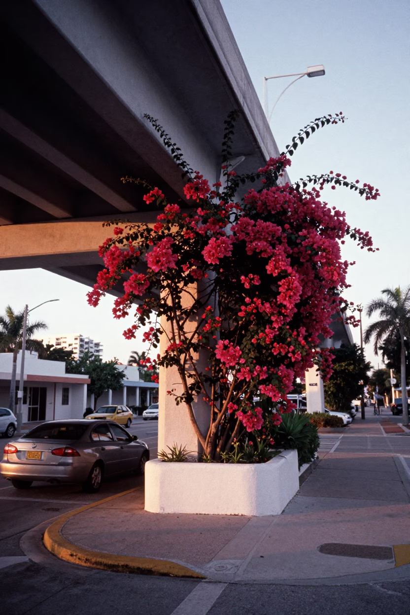 Nautical Dawn in Miami Florida with Bougainvillea and Street Life in in Miami, Florida, United States